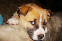 New Puppy
